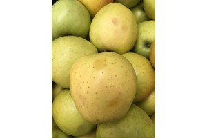 Golden Delicious - Uszkodzenia podczas sortowania 