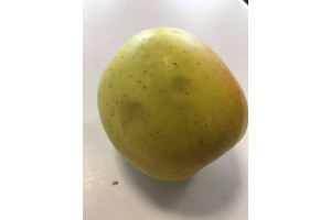 Golden Delicious - Uszkodzenia podczas sortowania 