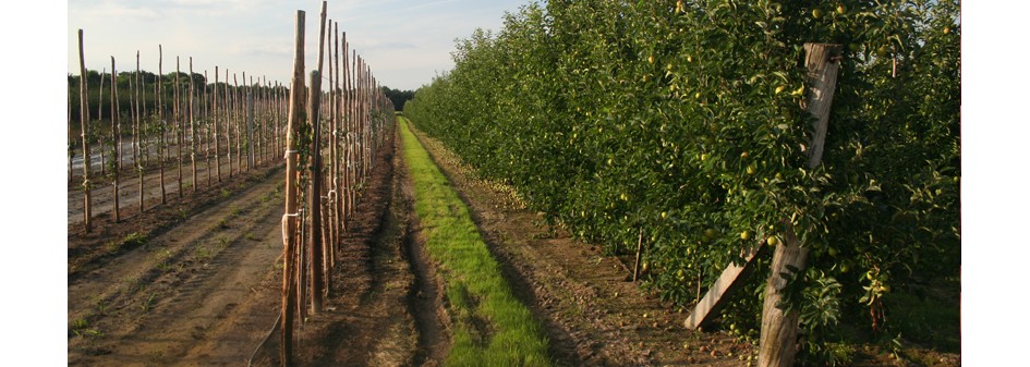 Dwie różne grupy producentów jabłek