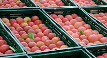 Indie wstrzymują import chińskich jabłek i gruszek !