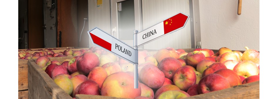 Przyczyny małego wolumenu eksportu jabłek do Chin