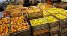 Przymrozki wpłynęły na ceny ubiegłorocznych jabłek ? 
