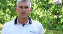 Agrosimex: komunikat sadowniczy - 30.05.2017