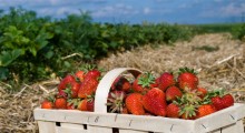 Sezon truskawkowy nabiera tempa. Jak kształtują się ceny ?