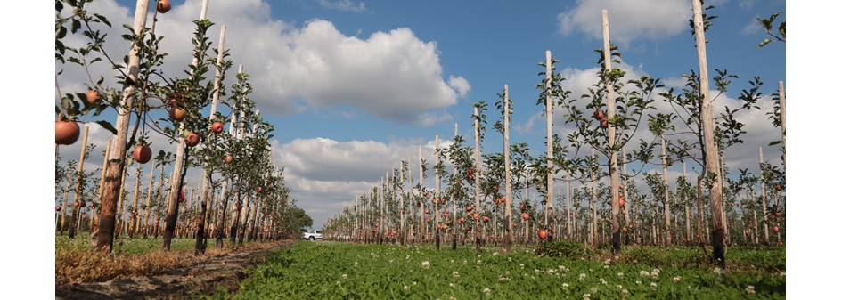 USDA: Światowa produkcja jabłek wzrośnie o 728 tys. ton