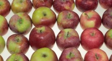 Dynamiczny wzrost cen jabłek