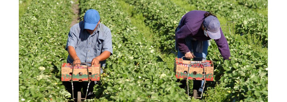 Brak pracowników z Ukrainy doprowadzi do likwidacji plantacji jagodowych?