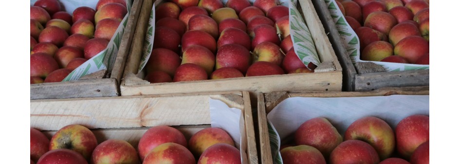 7 720 ton jabłek – limit na wycofanie z rynku przez organizacje producentów