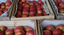 7 720 ton jabłek – limit na wycofanie z rynku przez organizacje producentów