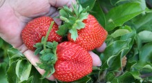 Plantatorzy wstrzymują sprzedaż truskawek !