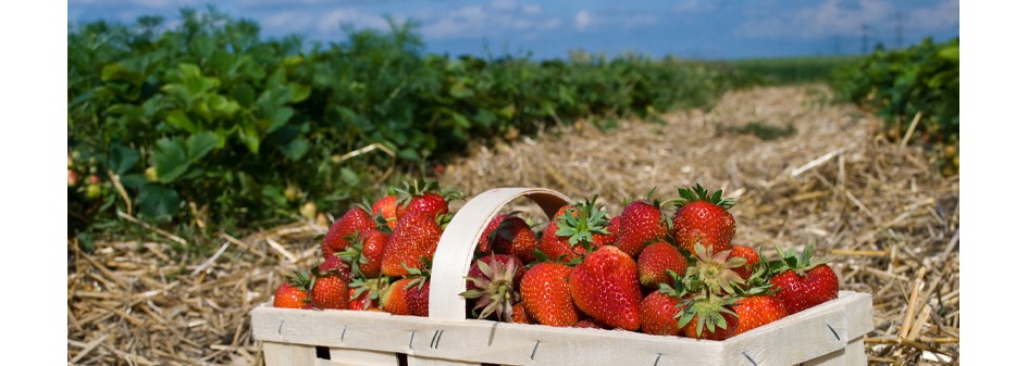 Sezon truskawkowy dobiega końca !