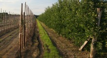 Kazachstan chce powielać polskie wzorce sadów