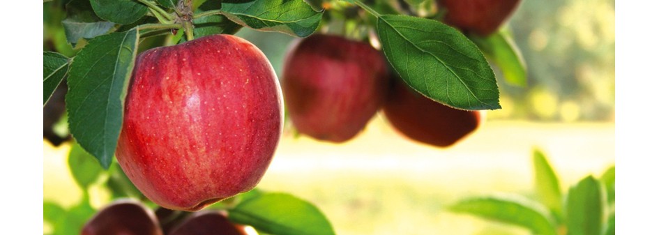 Wyniki badań na pozostałości ŚOR w owocach napawają optymizmem