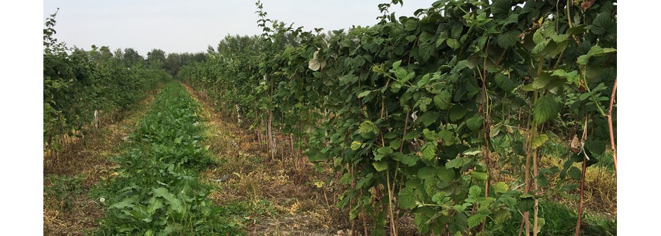 GUS: Wstępny szacunek zbior&oacute;w owoc&oacute;w jagodowych w 2017r.