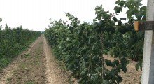 Brytyjscy plantatorzy przenoszą do Polski produkcję owoców