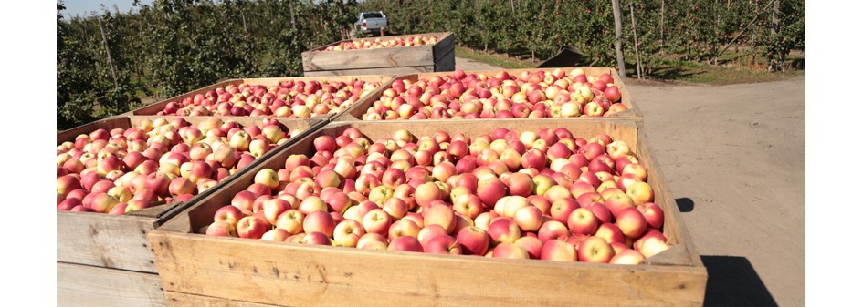 Rynek jabłek w Polsce jest coraz większy !