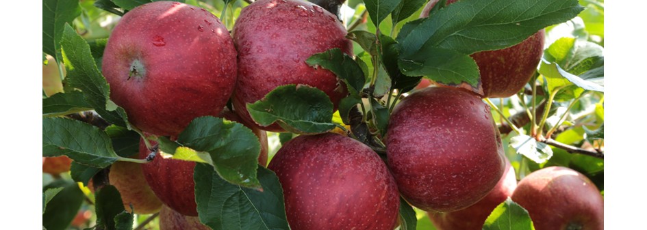 Sadownicy zrezygnują z produkcji jabłek ?