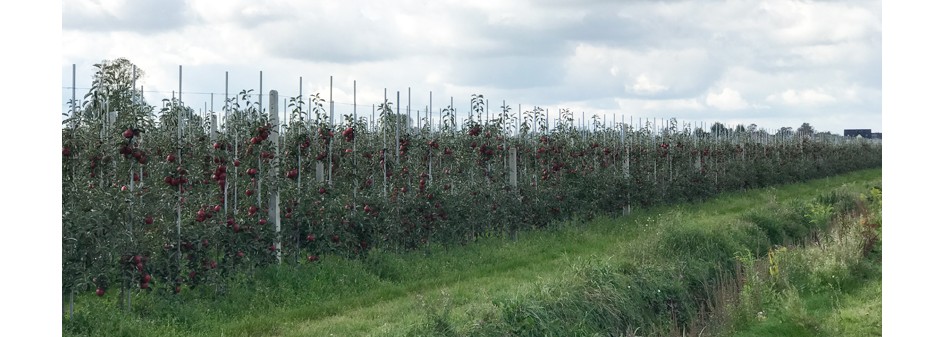 Jak poprawić opłacalność produkcji owoców ?