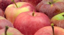 Odmiany jabłek dostosowane do potrzeb i wymagań rynku