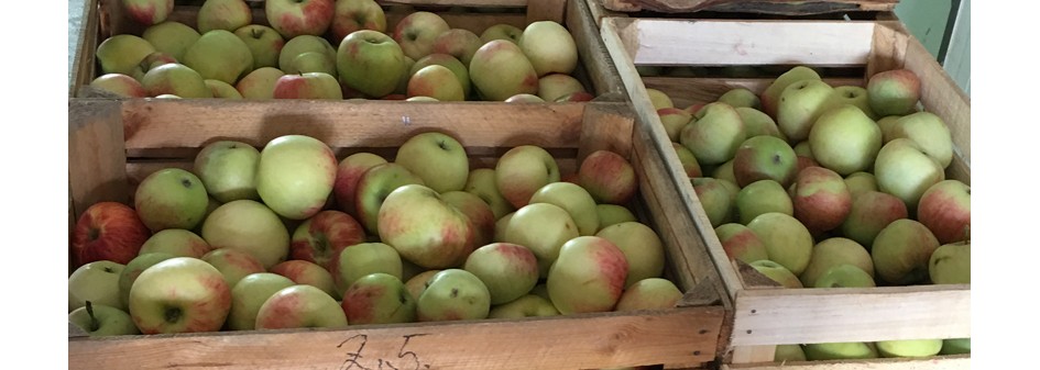 Jabłka przemysłowe droższe niż ubiegłoroczne deserowe !