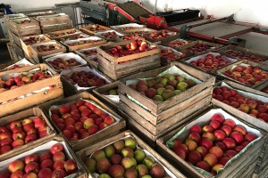 Jabłka przygotowane dla hurtownik&oacute;w