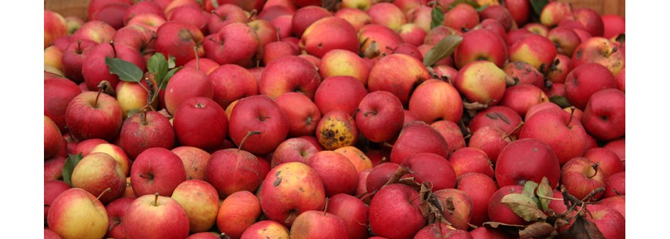 Ceny jabłek przemysłowych bliskie przekroczenia złotówki