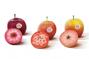 Kissabel® – nowa marka jabłek o czerwonym miąższu