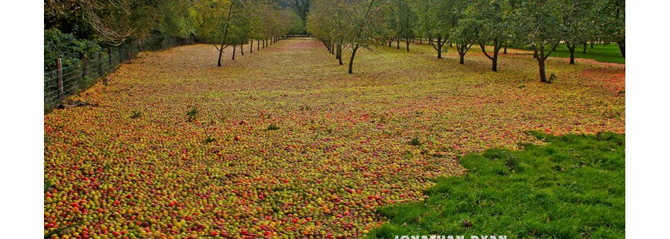Ofelia strąciła z drzew dziesiątki tysięcy jabłek
