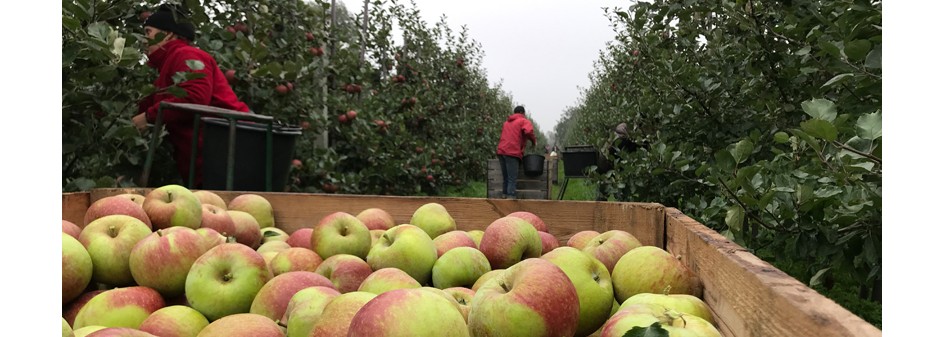 Zbiory jabłek w powiecie sandomierskim mniejsze o 30 %