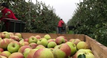 Zbiory jabłek w powiecie sandomierskim mniejsze o 30 %