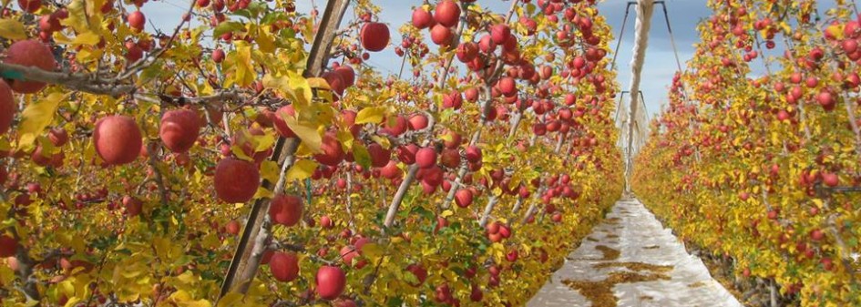 Innowacyjna metoda prowadzenia drzew jabłoni