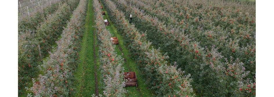 Przewidywane zbiory jabłek w Europie