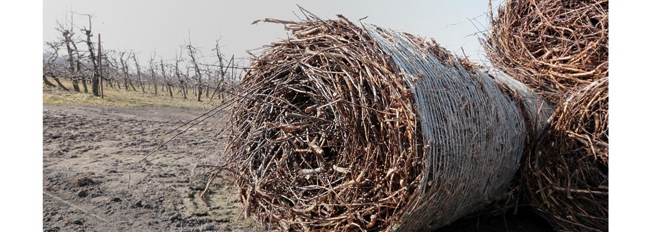 Sad źródłem owoców, ale także biopaliwa !?