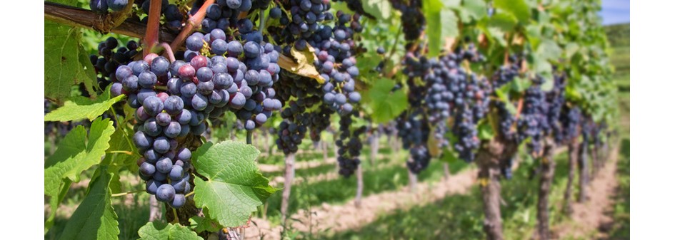 Rośnie powierzchnia winnic i produkcja wina