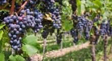Rośnie powierzchnia winnic i produkcja wina