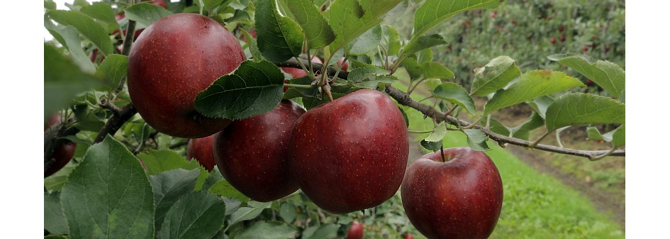 Red Jonaprince czyli Idared naszych czasów 