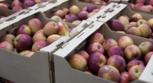 Aktualna sytuacja na krajowym rynku jabłek