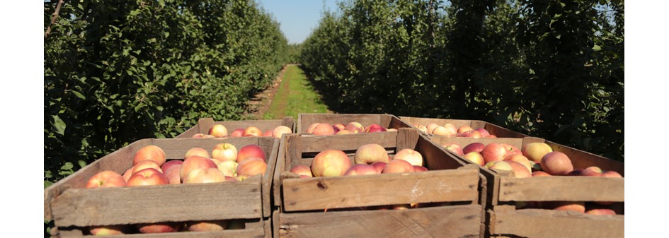 ZSRP: Czas na jabłka z Europy