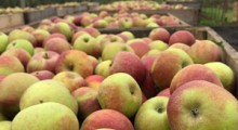 USDA: Przewidywane zbiory jabłek w Polsce