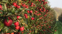 USDA: Światowa produkcja jabłek w sezonie 2017/2018