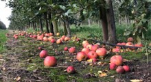 Chińczycy przejmą polskiego lidera w produkcji koncentratu jabłkowego ?