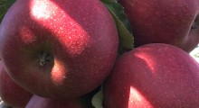 KE: Prognoza rozwoju unijnego rynku jabłek do 2030 roku
