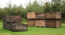 Czy rośnie nam konkurent w produkcji jabłek i borówek ?