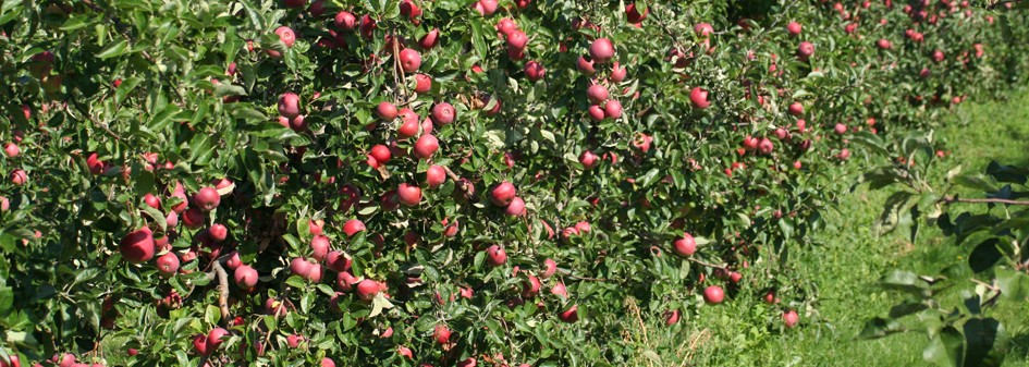 Rosyjska produkcja jabłek daleka od samowystarczalności