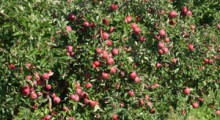 Rosyjska produkcja jabłek daleka od samowystarczalności