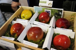 Szkółka Marek Bielak i Synowie zajmuje się również produkcją odmian jabłoni Qualival.