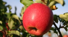 Gwałtowny wzrost eksportu jabłek z Ukrainy