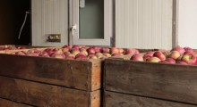 Jak długo warto przechować nasze jabłka ?