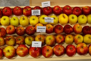 Instytut Ogrodnictwa w Skierniewicach przedstawił odmiany jabłek