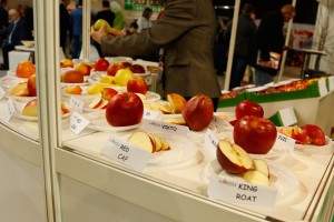 AJAPPLE - prowadziło degustacje nowych odmian jabłek polecanych do nowych nasadzeń